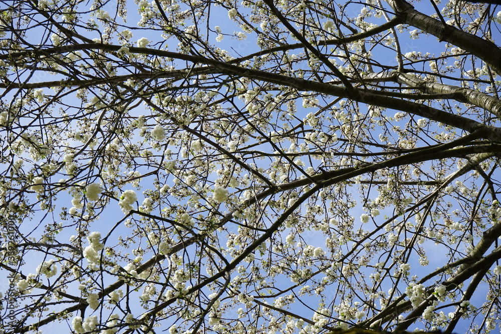 Weiße Kirschblütenlandschaft bei Sonnenschein Weiße Kirschblütenlandschaft bei Sonnenschein
