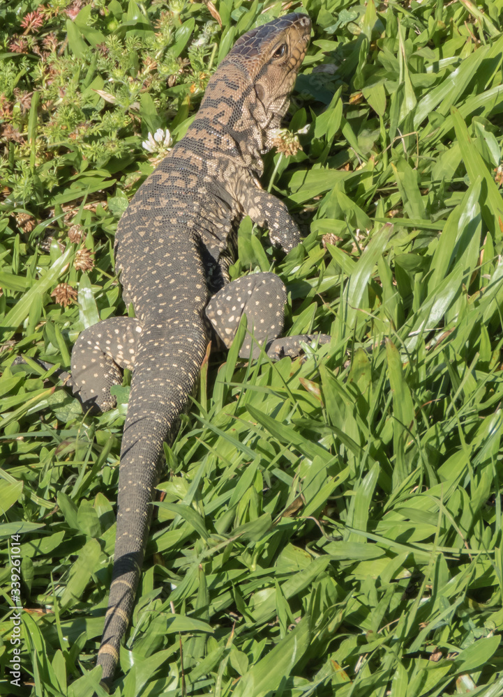 Fototapeta premium Lizard on grass