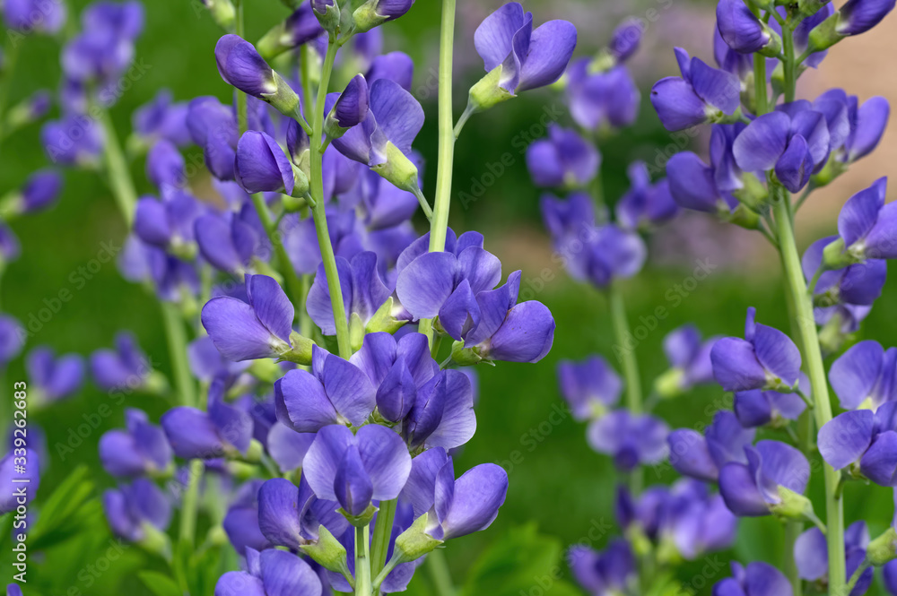 Blue false indigo known as blue wild indigo on a cloudy day in the garden. It is a flowering plant that is toxic.
