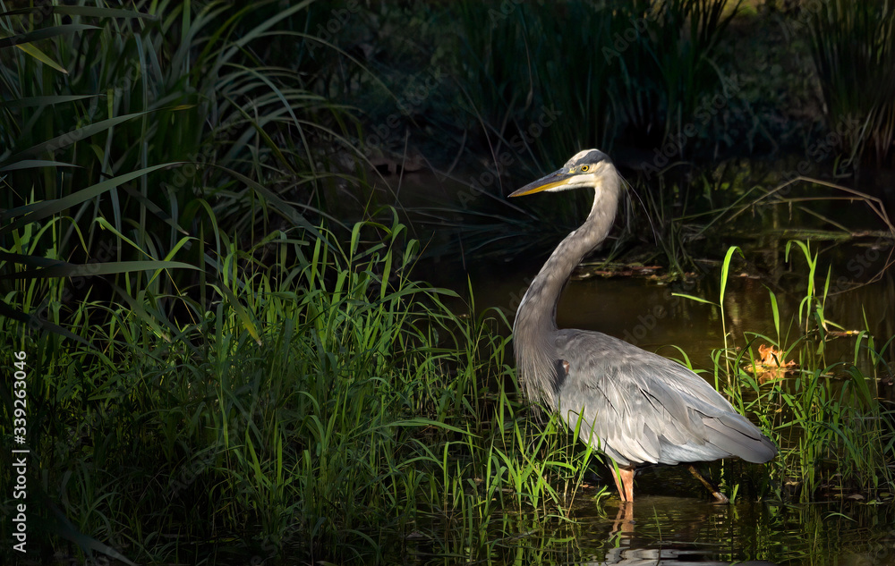 Fototapeta premium Heron at Dusk