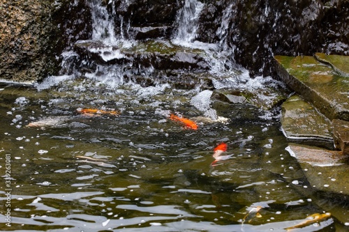 Carp in pond, colorful fish,  animal japan. © bravissimos