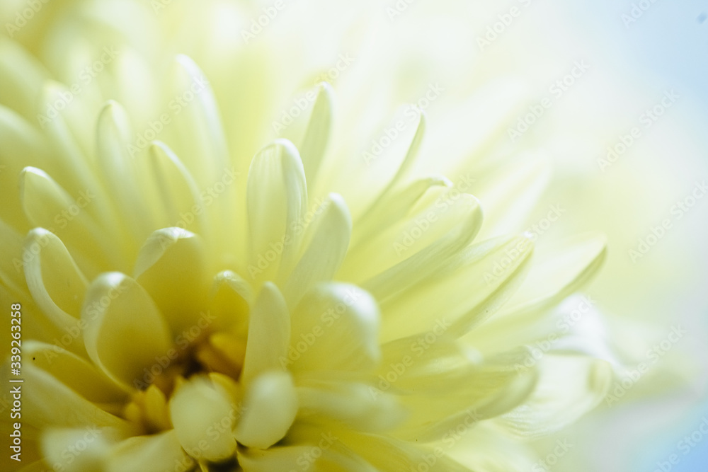 Close up macro photo of light yellow daisy Close up macro photo of light yellow daisy