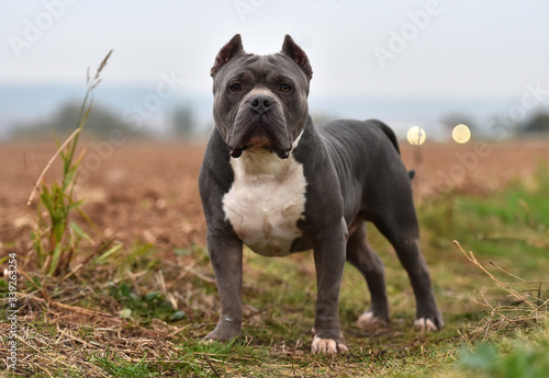 Obraz na plátne a strong american bully dog