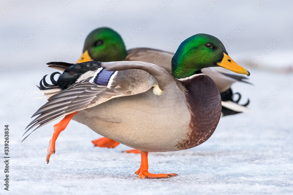 Beautiful male mallard duck doing stretching and balancing on one leg on the ground. Beautiful male mallard duck doing stretching and balancing on one leg on the ground.