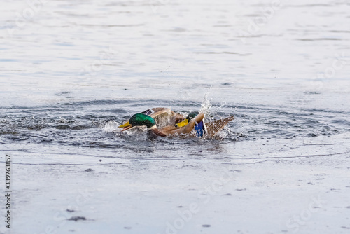 Aggressive mallard ducks fighting on the water. Breeding season is under way.