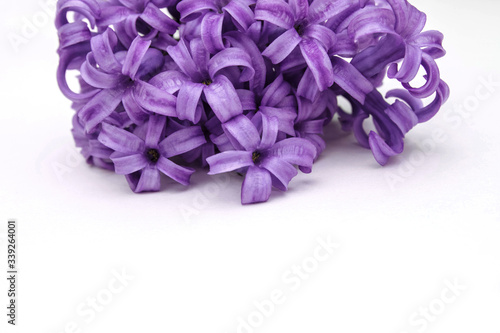 A bouquet of purple hyacinths on a white background with an empty space for text at the bottom