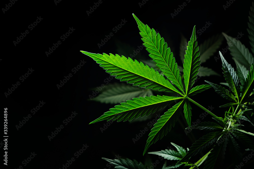 cannabis leaf on black background cannabis leaf on black background