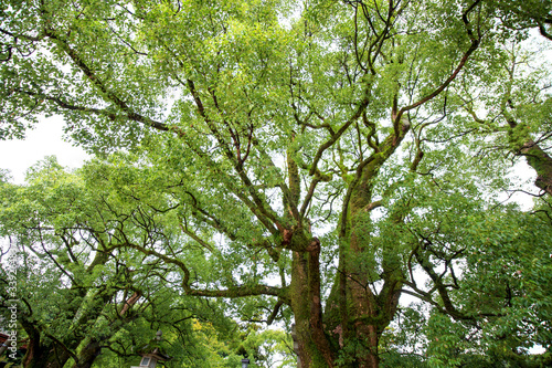 Beautiful big tree in the garden is very strong