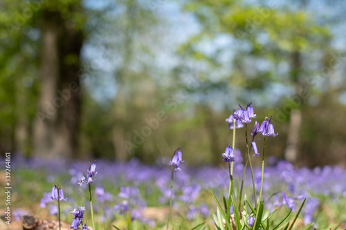 Carpet of bluebells in spring, photographed at Pear Wood next to Standmore Country Park in Stanmore, Middlesex, UK