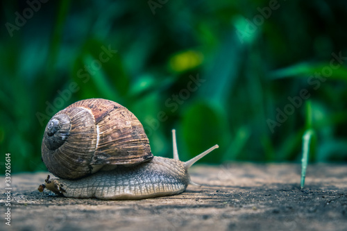 Large snail along wooden cover.