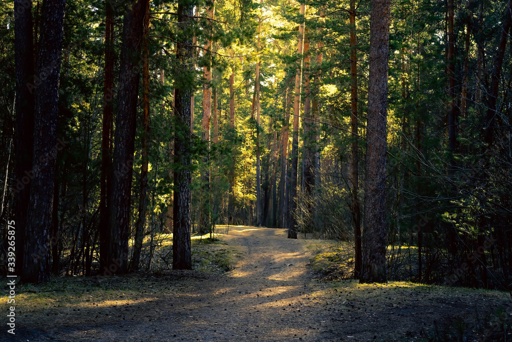 Springtime pine forest in Russia. Scenic view.