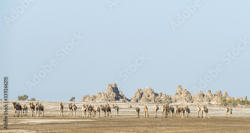 Camels in Lac Abbe, Djibouti photo