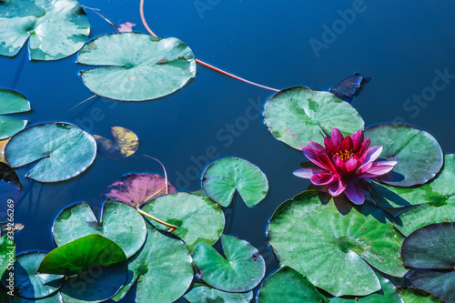 Lotus flower blossom, water...