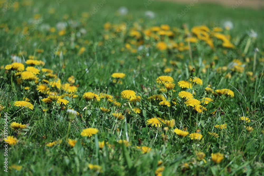 gelbe blumen gelbe blumen