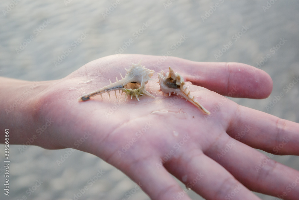 夕暮れのビーチで見つけた貝殻：女性の手のひらに乗せたホネガイ