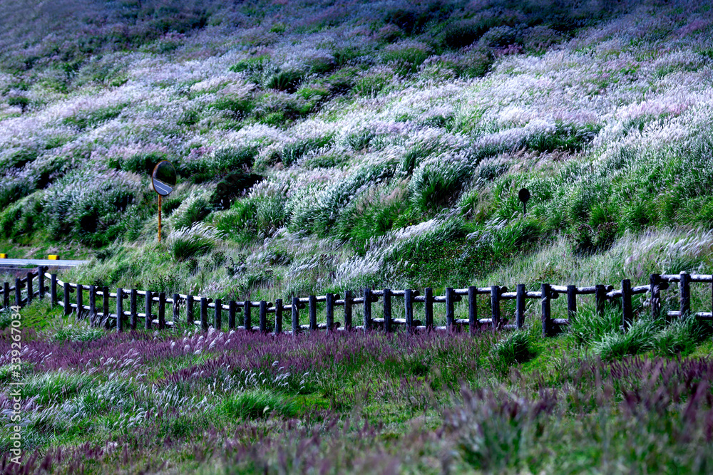 Obraz premium beautiful view of flower of grass with wood fence and small road
