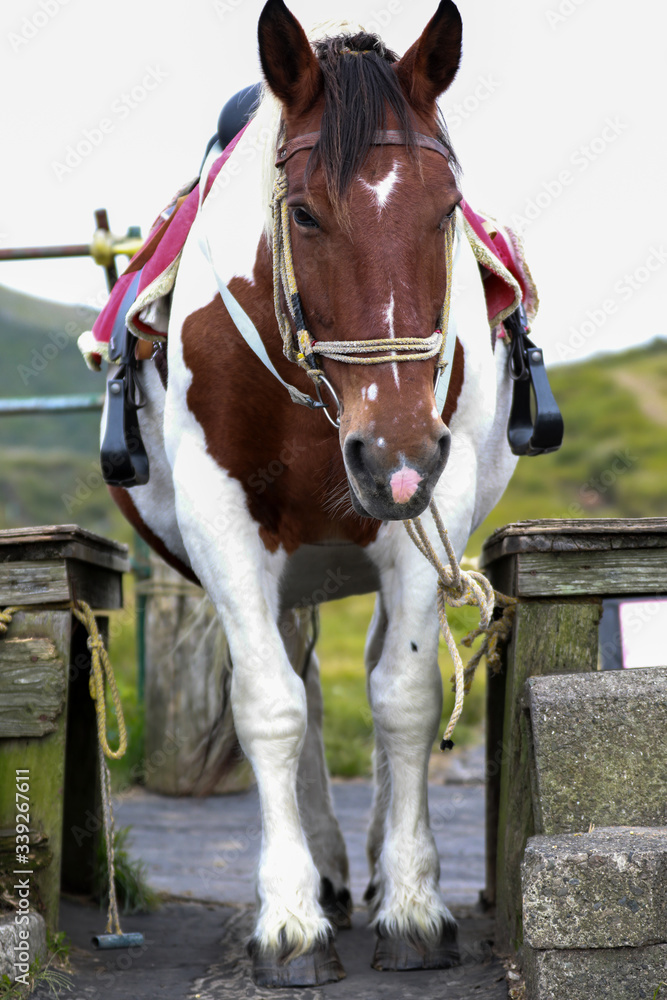 Fototapeta premium Horses for tourists to ride for pleasure. At kusasenri Meadow, Japan