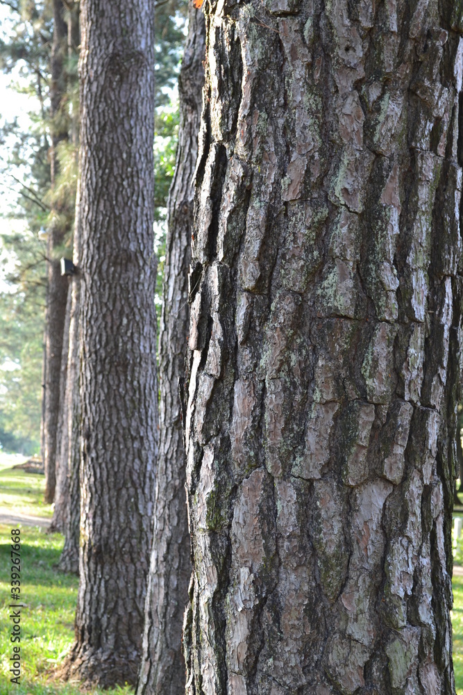 bark of a tree bark of a tree