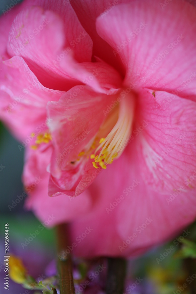 pink flower petal close up