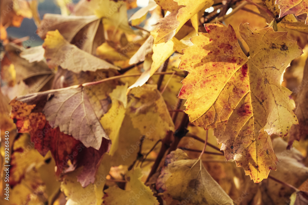 Viticulture in the golden autumn