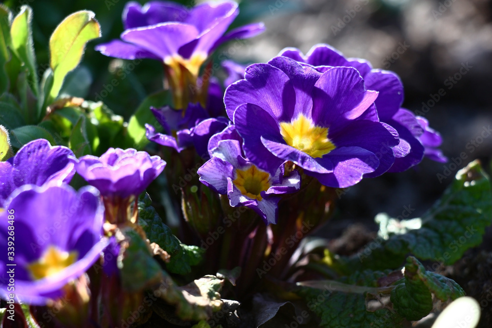 Sunny spring day. In a flower bed the primula blossoms in blue flowers with the yellow middle.