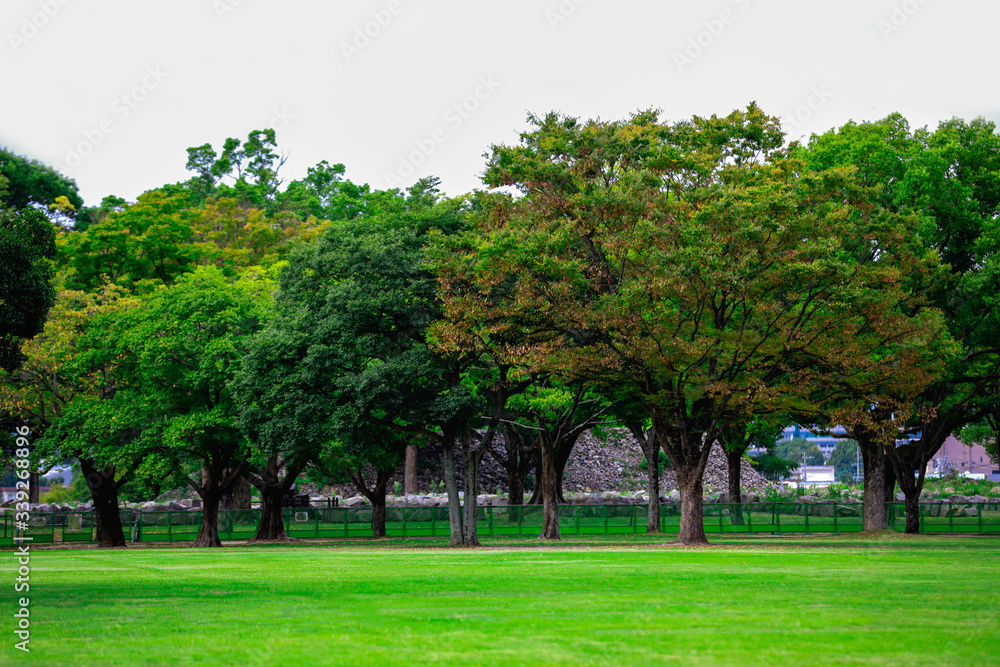 Beautiful tree with green bright lawn Beautiful tree with green bright lawn