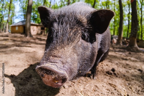 Pig animal on farm, mammal domestic nose, piggy pink.