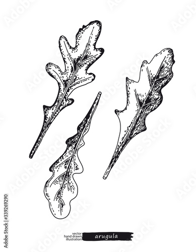 Arugula isolated on white background. Line art style.