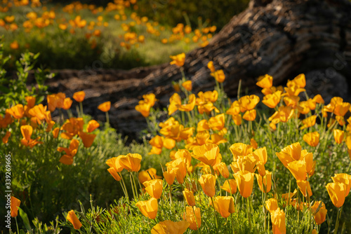 Εκτύπωση καμβά Wildflowers are blooming in the desert in Arizona.