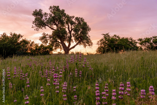 Obraz na płótnie Western Oklahoma spring to summer sunset with blooming wildflower and cottonwood