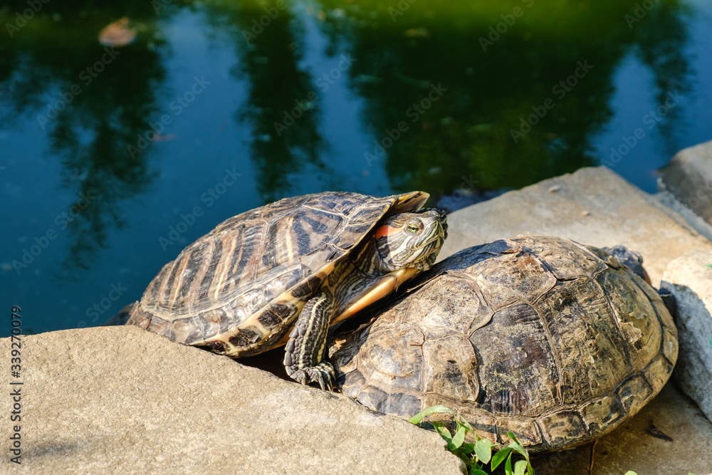Red-eared Slider Turtle, group in water Red-eared Slider Turtle, group in water