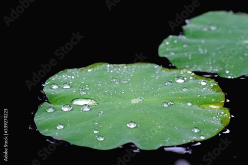 Canvastavla High Angle View Of Water Drops On Lily Pads Floating On Lake