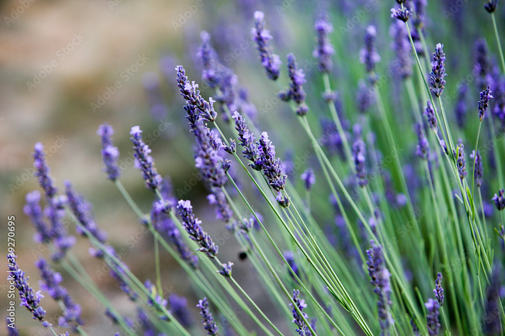 Obraz premium lavender, field, herb, plant, flower, flora, fragrant, fragrance, purple, scent,
