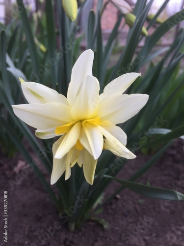 Fototapeta Naklejka Na Ścianę i Meble -  white narcissus flower