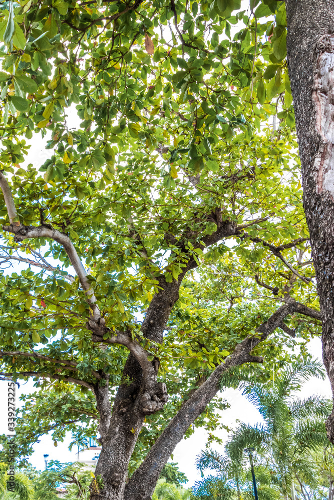 Fototapeta premium tree in the park