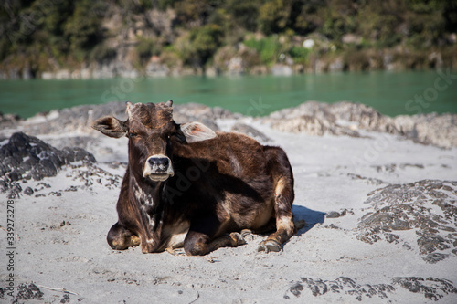 Sacred cow on the Ganges bank in Rishikesk, India