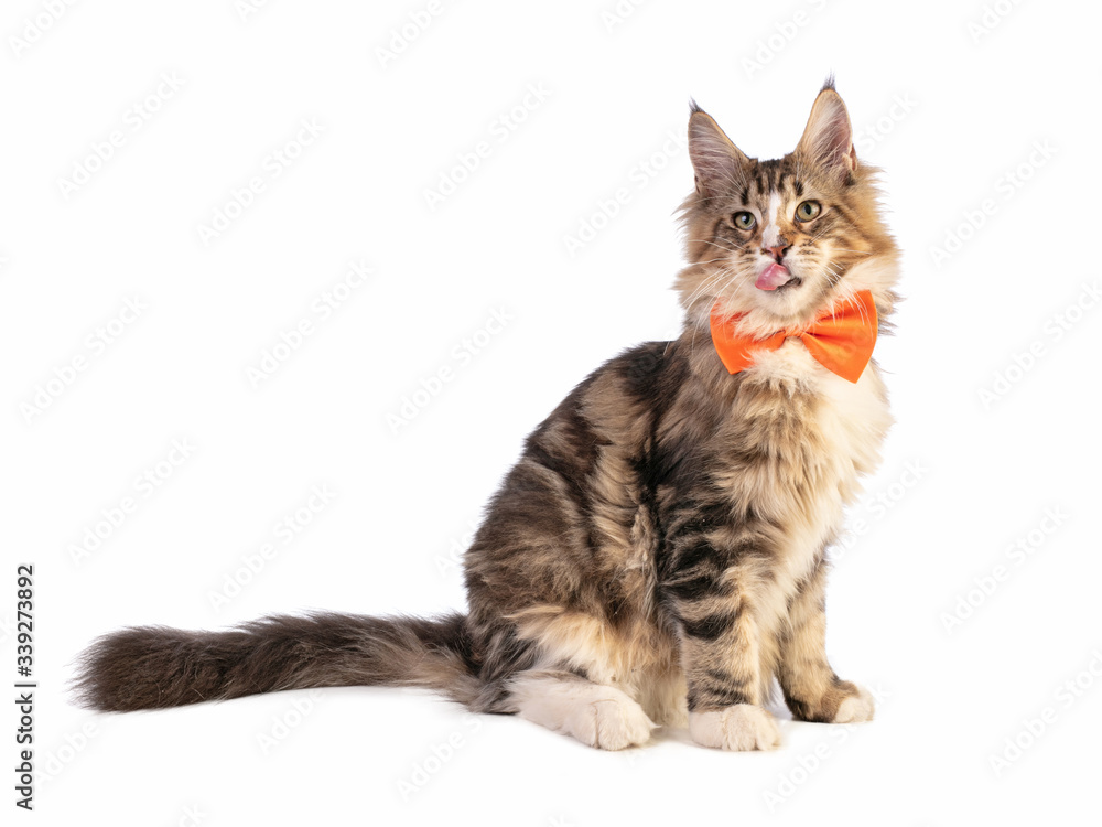 Young Maine coon