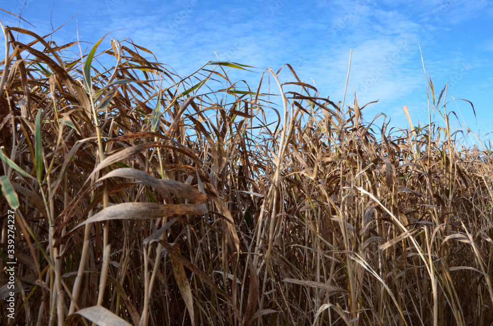 Fototapeta premium Złote trawy, grass