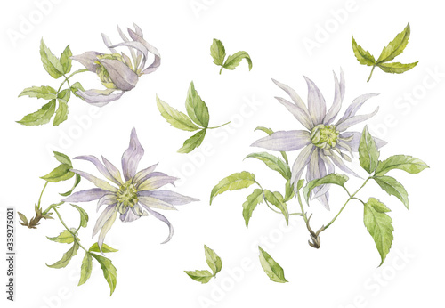 A set of flowers of pale lilac clematis with leaves on twigs. Watercolor illustration on a white background. photo