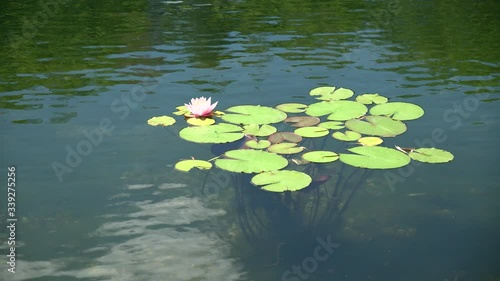 Nenufar w parku