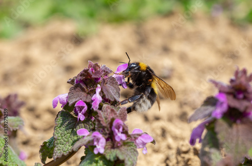 Bombus hortorum, the garden bumblebee or small garden bumblebee, is a species родини Apidae found in most of Europe. garden bumblebee on Lamium purpureum flower. photo