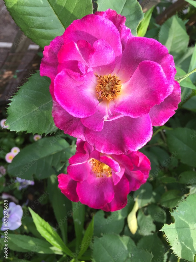 pink and white rose pink and white rose