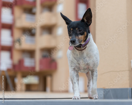 American toy terrier for a walk.