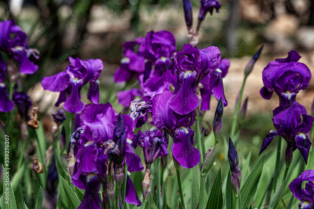 iris in the spring in the desert garden. Natural beauty. Man-made beauty. Judean Desert iris in the spring in the desert garden. Natural beauty. Man-made beauty. Judean Desert