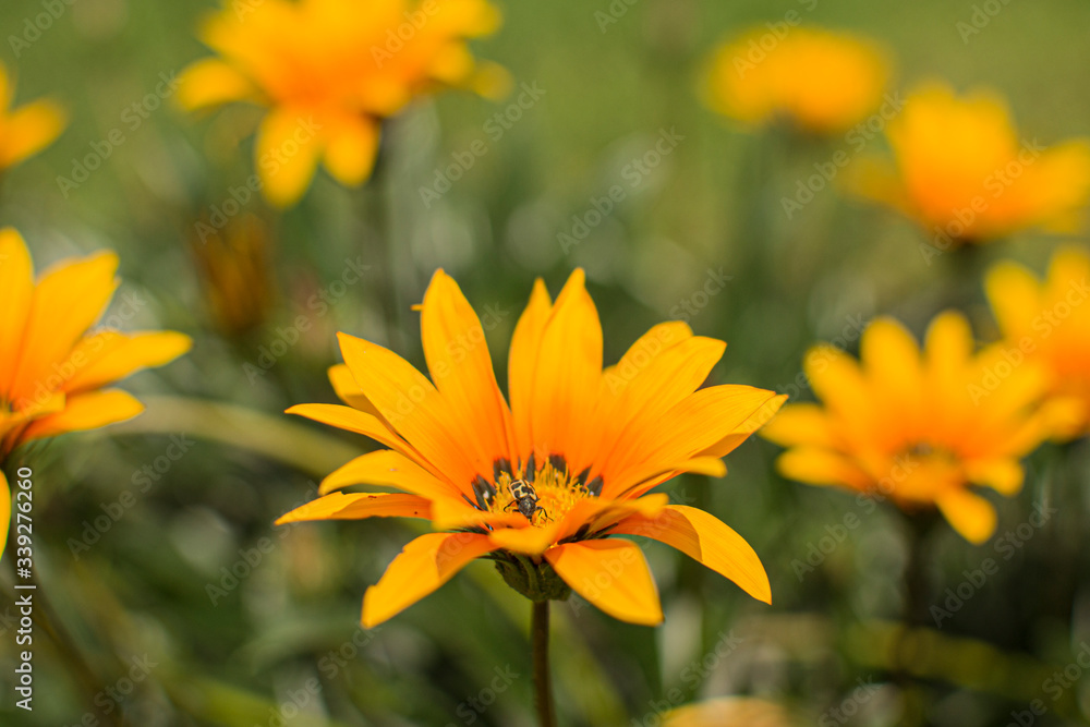 yellow flower in the garden yellow flower in the garden