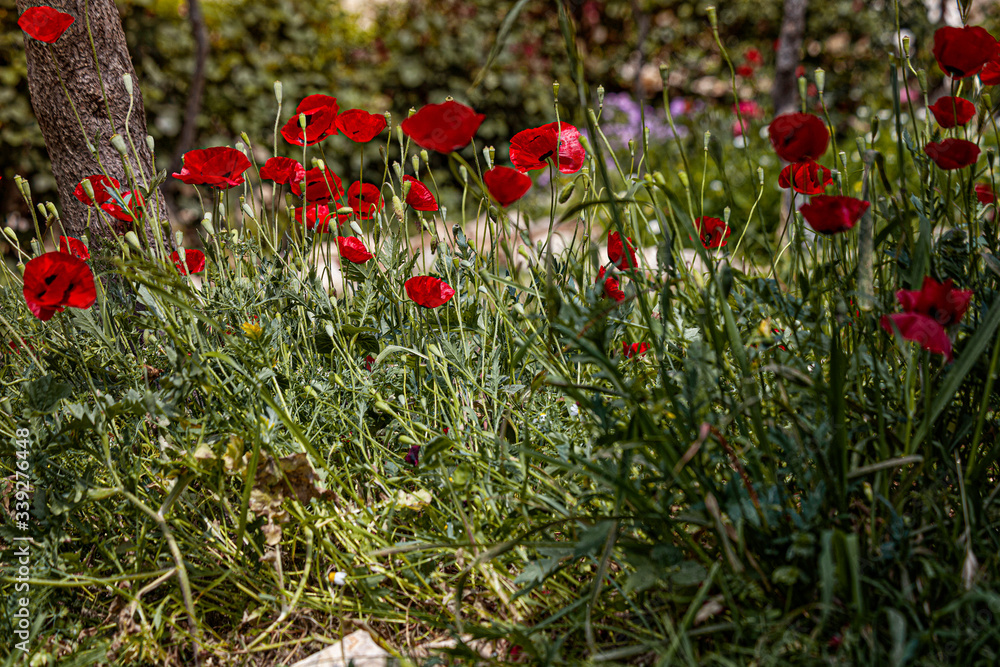 wild poppies in the desert in spring. Wild crops in the garden. The beauty of the desert and spring wild poppies in the desert in spring. Wild crops in the garden. The beauty of the desert and spring