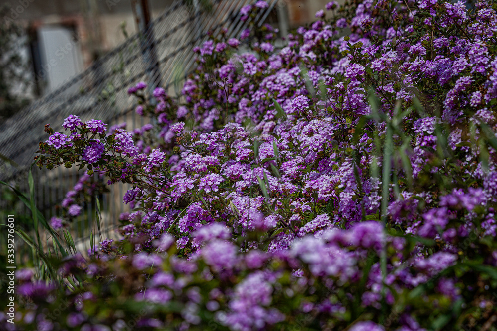 Obraz premium Verbena in the spring garden. Nature wakes up and makes us happy even in the desert.