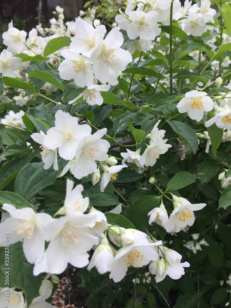 Fototapeta premium apple tree blossom