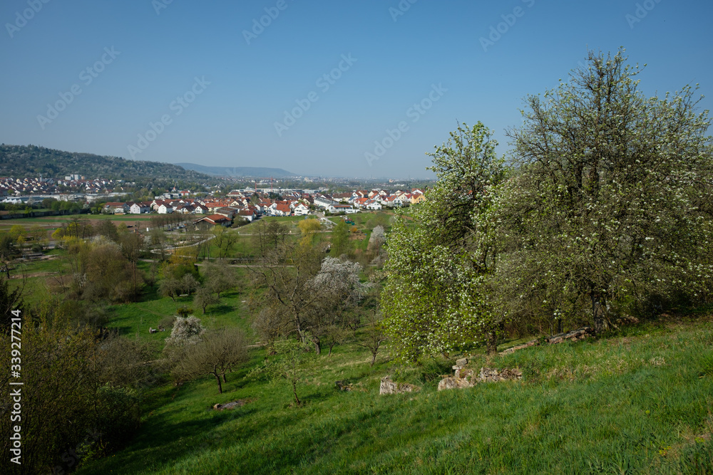 German fruit trees with meadow