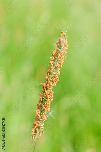 grass seed head against green field selective focus